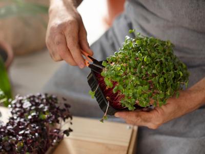 L’orto sul balcone